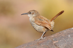 Ochetorhynchus andaecola