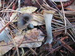 Craterellus fallax image