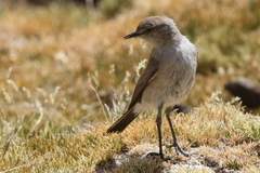 Puna Ground Tyrant photo 3