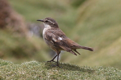 Cinclodes atacamensis