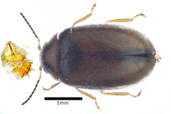 Contacyphon pubescens