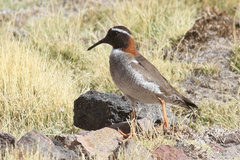 Phegornis mitchellii