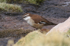 Cinclodes atacamensis