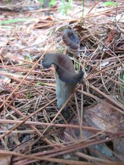 Craterellus fallax image
