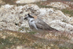 Charadrius alticola