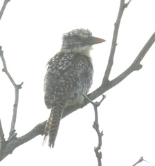 Nystalus maculatus striatipectus