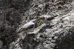 Muscisaxicola rufivertex