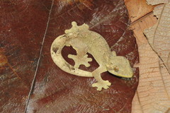 Thecadactylus solimoensis