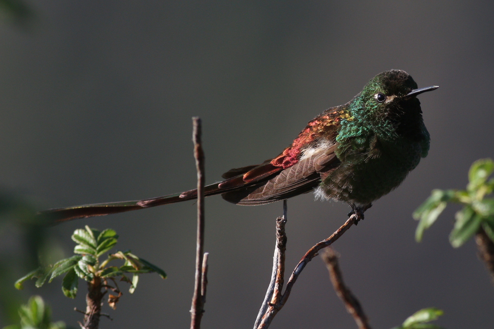 Red-tailed Comet illustration