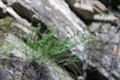 Bupleurum bicaule