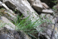 Bupleurum bicaule