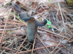 Craterellus fallax image