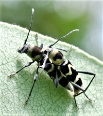 Chlorophorus curtisi