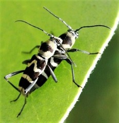 Chlorophorus curtisi