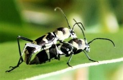 Chlorophorus curtisi