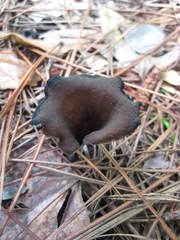 Craterellus fallax image