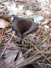 Craterellus fallax image