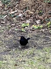 Turdus merula