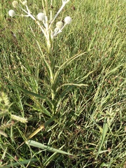 Eryngium horridum