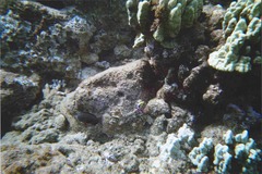 Labroides phthirophagus