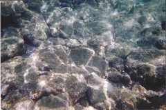 Plectroglyphidodon marginatus