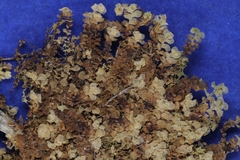 Scapania irrigua