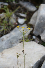 Bupleurum exaltatum