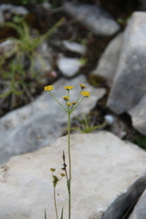 Bupleurum exaltatum