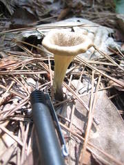 Craterellus fallax image
