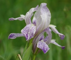 Iris variegata