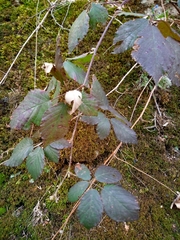 Rubus caucasicus