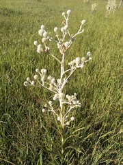 Eryngium horridum