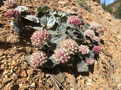 Asclepias solanoana