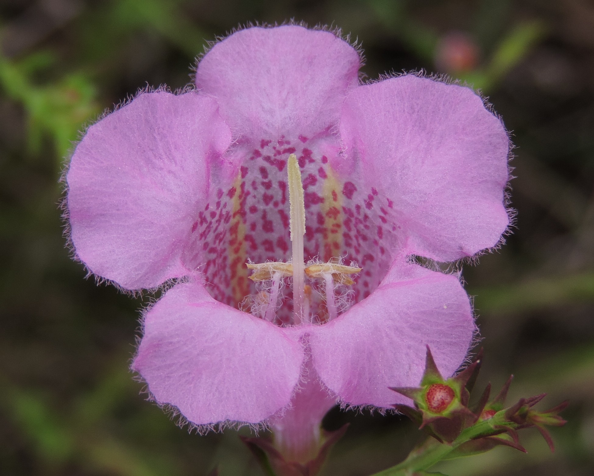 Agalinis heterophylla