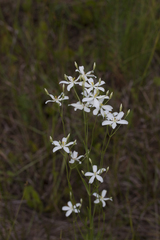 Sabatia difformis