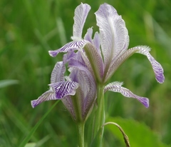 Iris variegata