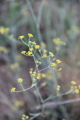 Bupleurum exaltatum