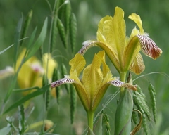 Iris variegata