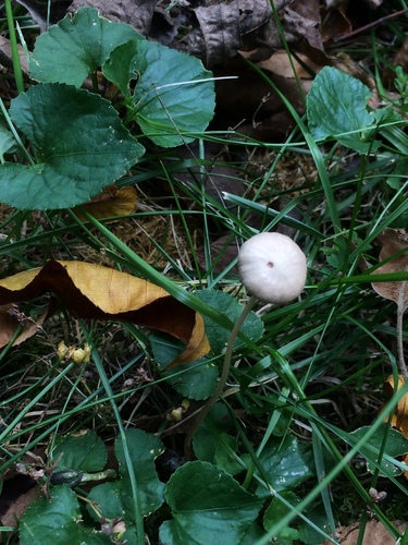 Psathyrella senex