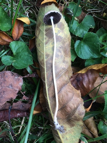 Psathyrella senex (Photo 2 of 6)