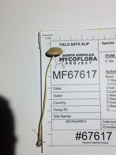 Psathyrella senex (Photo 3 of 6)