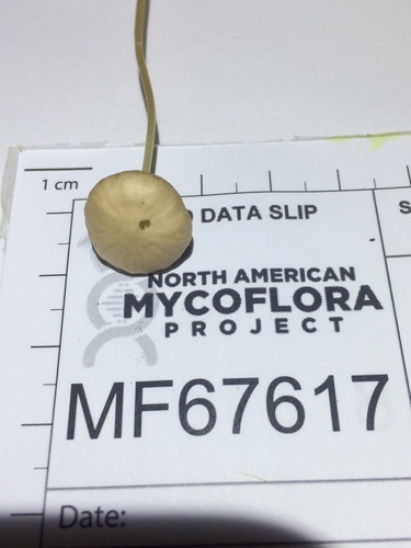 Psathyrella senex (Photo 4 of 6)