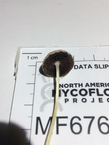 Psathyrella senex (Photo 5 of 6)