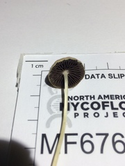 Psathyrella senex