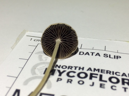 Psathyrella senex (Photo 6 of 6)