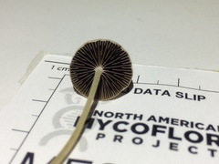 Psathyrella senex