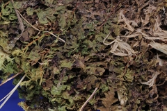 Scapania irrigua