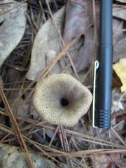 Craterellus fallax image
