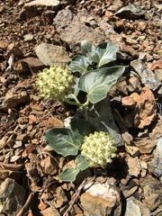 Asclepias solanoana