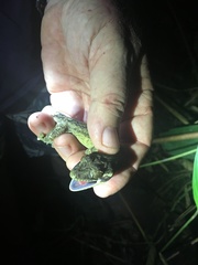 Thecadactylus solimoensis